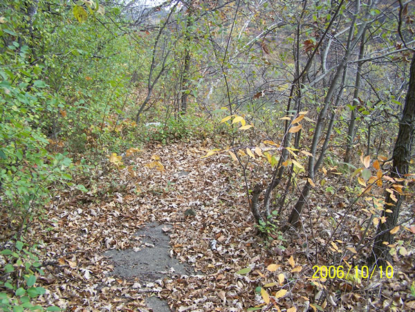 The old 8-foot wide concrete slab sticks out through the fallen leaves.