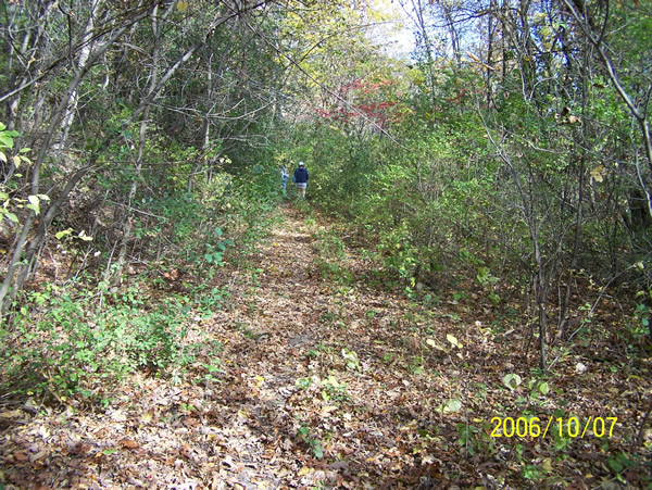 The old grade, stretching off into the woods. 